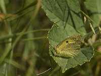 Colias alfacariensis 19, Zuidelijke lucernevlinder, Saxifraga-Jan van der Straaten